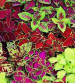 XOLDA Exotic Marigold Flower Seed (51 per packet)