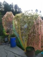 Netfly Mosquito Net Multicolour Mosquito Nets 3,600