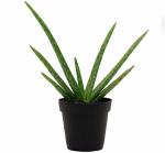 Platone Aloe Vera Plantelobera PlantAloe Vera Plant