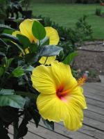 Corofitam Java Plum PlantPam PlantSyzygium Rose Water Apple/ Wax Apple / Java rose apple / Jamrul Fruit Live Plant[CF2092]