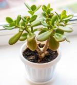 Cloud Farm Jade Healthy Plant for Indoor Decoration [CF641]