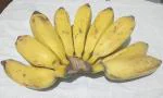 CooPany Rare South Tamil Nadu Special Naatu Pazham Banana Live Plant/Banana Live Plant - Rhizome Varity (Not Tissue Culture Plant)