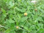 Plantzoin Tridax daisy Ghamra Tridax procumbens Bisalyakarani Live Plant
