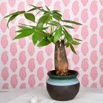 FlowerAura Decorative Green Lucky Money Pachira Tree Live Indoor Plant With Ceramic Matki Shape Vase Pot For Living Room, Balcony, Table Corner, Office/Home Decoration