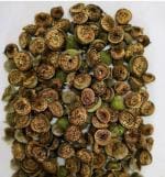 Green India Gular/Cluster Fig/Ficus Racemosa Athi Seed / Country Fig/Fig/Athi Fruit Seeds_500 gm
