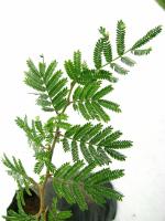 SellnShip LilPlants Prosopis Cineraria, Shami Plant, Vanni Maram, Banni Mara, Jammi