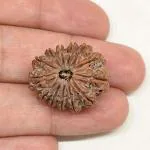 Feel Touch Mart 13 Mukhi Nepal Rudraksha With Certification Silver Pendant Nepal 23mm Brown Rudraksha Thirteen Face Rudraksha For Men & Women By Lab Certified