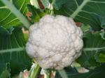 PUNARVA Cauliflower Seed (Pack Of 20)
