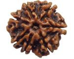 Feel Touch Mart Seven Face Nepal Rudraksha Natural 7 Mukhi rudraksha Original Certified Precious Pendant with Seven Face Rudraksha for Men & Women