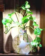 Round Glass Vase | For Artificial Flowers Plant | Money Plant | Lucky Bamboo Plant | Elegant Frosted Vase | Butterfly Designed Vase | Ball Shaped Pot | Flower Pot | 20X16 Cm Clear