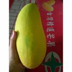 Cloud Farm 'Taiwan F1 Mango'' Rare Mango Fruit 1 Grafted Healthy Plant In Nursery Grow Bag New Variety-Delicious Huge Productivity CF_1037