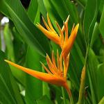 Platone Bird of Paradise PlantKola Ful PlantSaraswati Gardens Rare Heliconia Flower plant (1 Healthy Live Plant)
