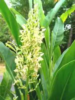 Plantzoin Thai ginger Bara-kulanjan Alpinia galangal Agaru bacha Live Plant