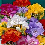 PARYAVARAAN Freesia Mixed All Season Flower Bulbs for Home Gardening (Pack of 2 Bulbs)