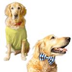 Ruse Solid Lemon Tonic and Blue Curacao Pure Cotton Crew Neck Half Sleeves Dog T-Shirt with Bow Tie - M