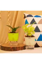 Kyari Green and Cream Snake Plant and Golden Money Plant with Self Watering Pot 10 x 10 x 20cm (Pack of 2)