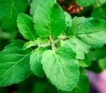 Greenery Hub Organic Holy Basil Tulsi Seeds (20 Per Packet)
