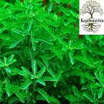 Kapebonavista Bhui Amla Tamalaki Phyllanthus Niruri Living Plant in Poly Bag