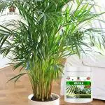 Sansar Agro NPK for Areca Palm Growth (200 gm), Essential NPK Fertilizer for fast Growth and a Healthy Areca Palm Plant.