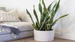Platone Snake Plant Snake Plant For Home Decorations Best For Natural Air Purification {CF2031]