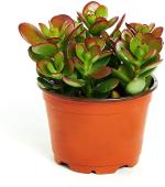 Heaven Of Saplings Crassula Plant (Pack of 1)