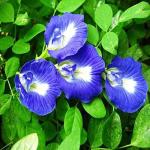 Platone Aparajita/ Butterfly Pea PlantShiuli PlantPRAJIT6