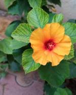 Cloud Farm Hybrid Yellow Flower Hibiscus Plant - 200 mm CF330020