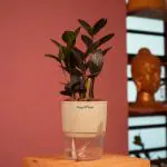 Hug A Plant Zamioculcas Raven / Black ZZ Plant (Zamioculcas zamiifolia)- Live Plant (With Self-Watering Pot & Plant) (Home & Garden) (Color: Cream Stone)