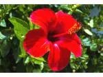 Odiplantz China Rose (Color-Red) Live Plant