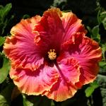 PLATONE Hibiscus Plant (Hybrid, Pack Of 1)