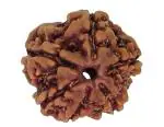 Feel Touch Mart 6 Mukhi Rudraksha Original Lab Certified Real Six Face Rudraksha Energzied Nepal chah mukhi Rudraksha Nepali A1 Brown Bead With Pendant For Unisex