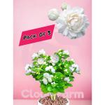 Cloud Farm White Mogra/Jasminum sambac/Arabian Jasmine Aromatic Flower Plant, Pack Of 3 SCF_76