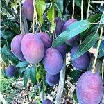 Cloud Farm Blue Palmer Mango Plant Blue Mango(Grafted) 1-1.5 feet Height CF_1064