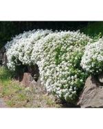Drought Tolerant Flower Seeds