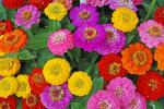 XOLDA Zinnia Hybrid Flower Seed (56 per packet)