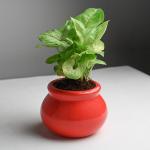 Floweraura Decorative Air Purifying Green Syngonium Live Indoor Plant In Red Ceramic Matki Vase Pot For Living Room, Table Corner, Bedroom, Balcony, Office/Home Decor And Gifts For Friends, Relatives, Neighbours & Colleagues