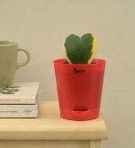 UGAOO Heart Hoya Variegated Succulent Live Plant with Pot
