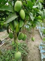 Online Plant Bazar Green All Time Mango Grafting Thai Variety Live Plant