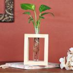 Platone Money PlantMani PlantTest Tube Money Plant For Home Decor