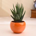 FlowerAura Live Indoor Haworthia Cactus Plant In Shiny Metal Pot For Living Room, Balcony, Table Decor, Home/ Office Decor, Birthday Gift, Anniversary Gift, Diwali Gift & Occasions Gift