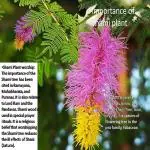 GREENWAVE Live Shami/Sami/Prosopis Cineraria Good Luck Plant