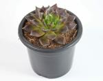 Vishnu Kamal Echeveria black prince Succulent by India Gardening
