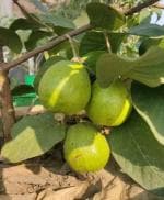 Cloud Farm Air Layered Hybrid Red Fleshed Variant Guava Amrud Amrood Healthy Plant CF[100401]