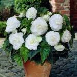 PARYAVARAAN Imported Begonia White Tuberous Double Flowers Bulb for Your Garden pack of 20 bulbs in packet