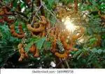 Cloud Farm Hybrid Sweet Tamarind Plant - 200 mm