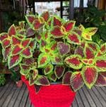 Baishnab Coleus PlantLal Tulsi PlantLive Light Green Red Coleus Plant - Decorative Plants