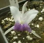 PARYAVARAAN Kaempferia Parviflora For Garden pack of 4 bulbs