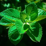 Ashokavanam Mexican mint plant (patharchur ajwain Karpuravalli)