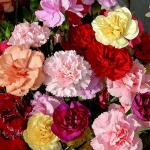 JIGNISHA SEEDS Carnation Mix Color Flower Seeds For Home Garden Pack Of 30