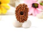 Feel Touch Mart Pure and Original Nepal Rudraksha 16 Mukhi Rudraksha by Lab Certified